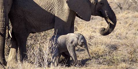 Game Drives in Tsavo East and Mombasa Island Tour