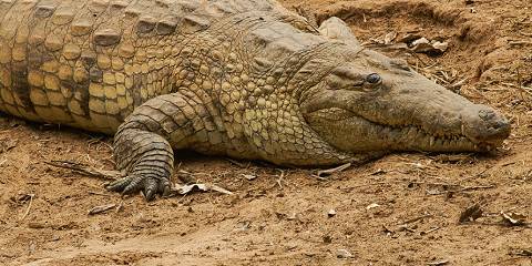 10-Day Breathe-Taking Kenya &Tanzania Budget Group Tour
