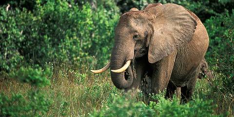 Best of Kenya Luxury Safari