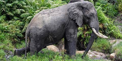 3-Day Luxury Safari Escapade in Amboseli