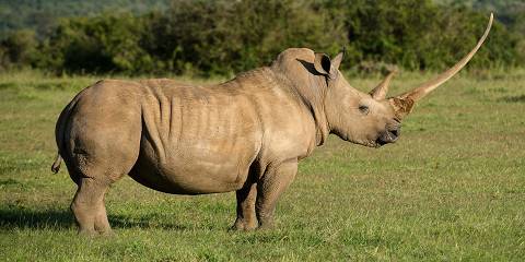 Lake Nakuru NP Mid-Range Private Safari with a Van