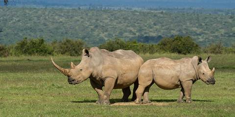 10-Day Luxury Game Drive and Diani Beach
