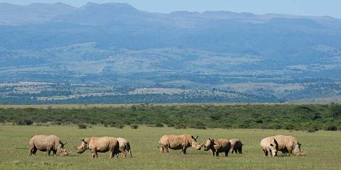 1-Day Nairobi Park, David Sheldrick, Girraffe Center