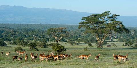 Memorable Kenya Wild Heart Discovery