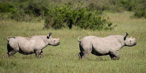 3-Day Ol Pejeta Conservancy Group Tour