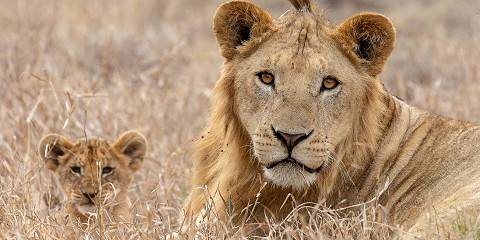 5-Day Kenya Wild Trails Safari