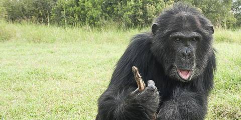 3-Day Wildlife Conservation Safari at Ol-Pejeta