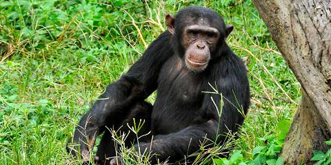 4-Day 4-Day Samburu Specials & Ol Pejeta Big Five Safari