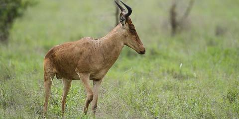 1-Day Amboseli Daytrip from Nairobi Budget Safari