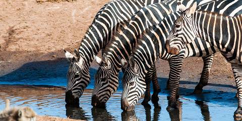 Samburu, Lake Nakuru & Mara Wildlife Adventure