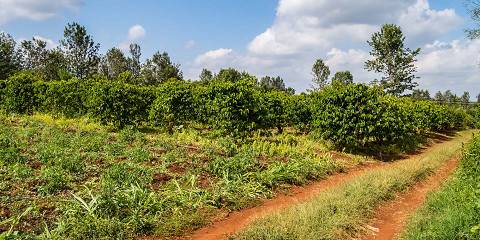 4-Day Into the Heart of Kenya's Farms