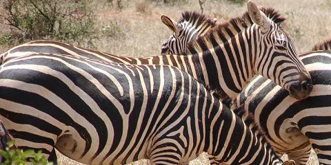 10-Day Luxury Kenya & Tanzania Safari