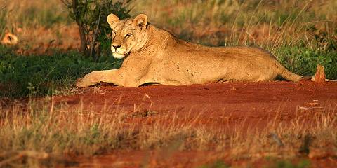 5-Day Amazing Kenya - Mid-Range Safari