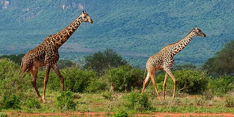 3-Day Tsavo East and Taita Hills Safari/Salt Lick