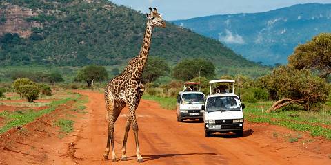 Tsavo Park, Amboseli & Saltlick Lodge