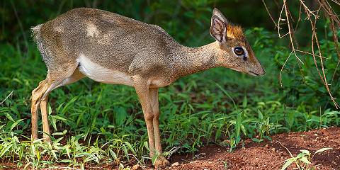 4-Day Into the Wild Heart of Tsavo