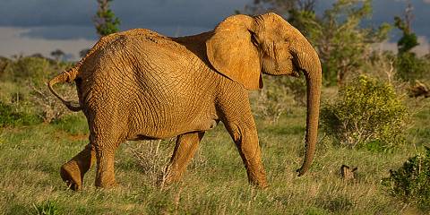 4-Day Memorable Kenyan Coastal Circuit Safari