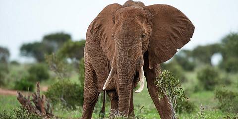 6-Day Luxury Private Safari