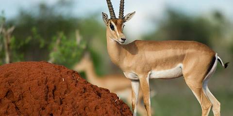 3-Day Tsavo East Escape from Diani Beach