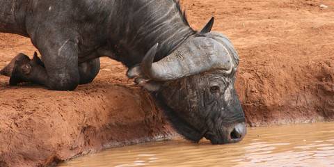 3-Day Kivuko Eco Camp – Tsavo National Park