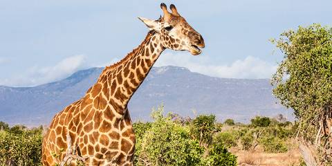 2-Day Tsavo East National Park Safari from Coast Region