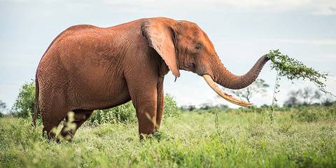 3-Day Voi Safari Lodge Tsavo East Private Tour