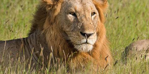 3-Day Kenya Safari - Amboseli National Park