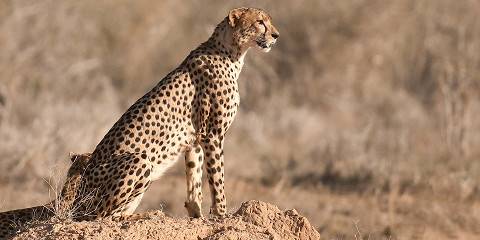3-Day Tsavo East Safari Escape from Watamu/Malindi