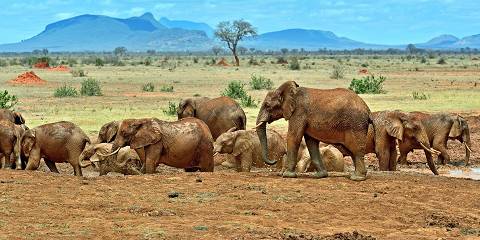 Safari Across Kenya's Scenic and Wildlife Treasure