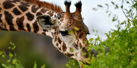 11-Day Kenya & Tanzania Budget Group Joining Safari