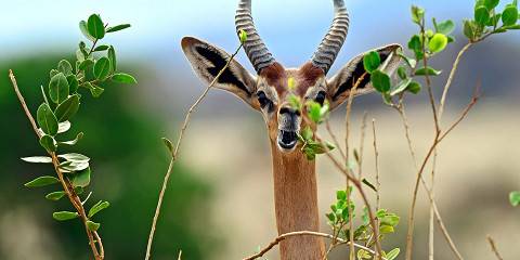 8-Day Kenya Mid Range Safari Adventure