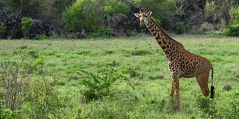4-Day Safari Symphony-Nairobi to Tsavos Through Amboseli