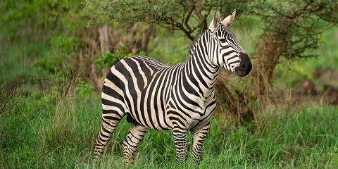 Tsavo East, West & Amboseli Parks and Peaks Safari