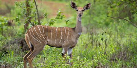3-Day Elephant Plains Short Safari Escape