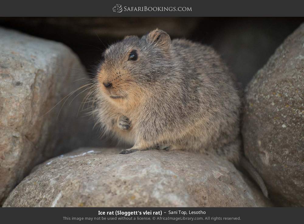 Ice rat (Sloggett's vlei rat) in Sani Top, Lesotho
