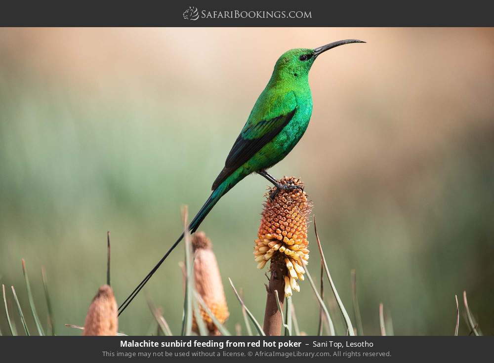 Malachite sunbird feeding from red hot poker in Sani Top, Lesotho