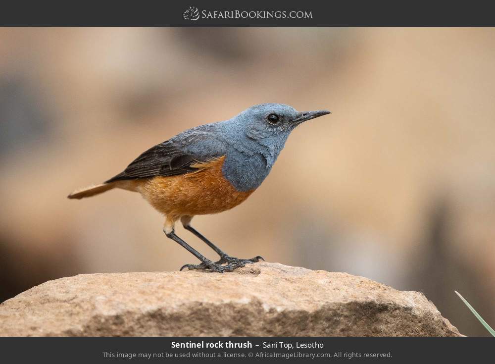 Sentinel rock thrush in Sani Top, Lesotho