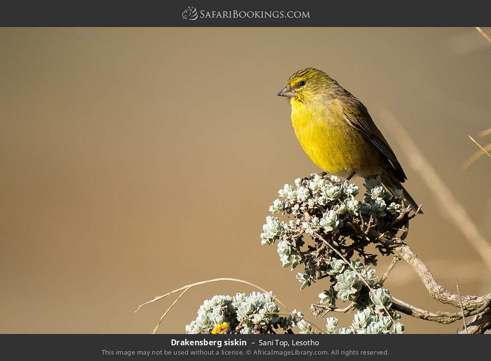 Drakensberg siskin in Sani Top, Lesotho