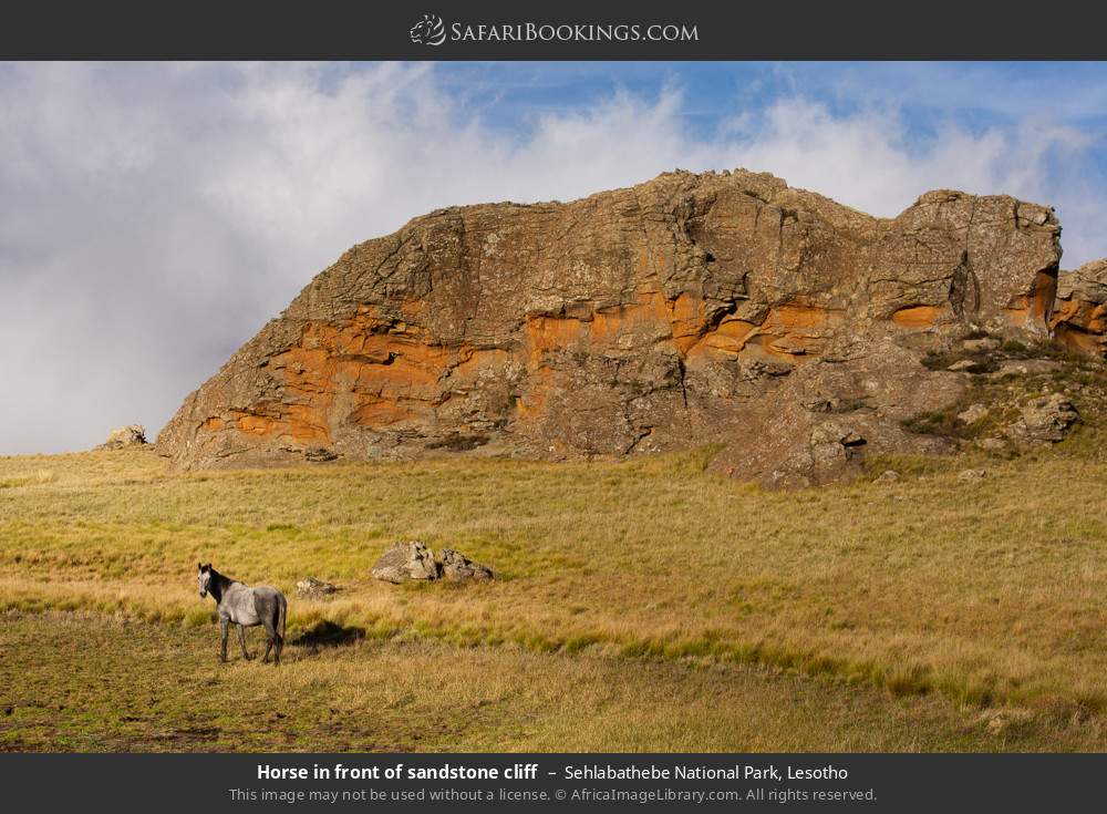 Horse in front of sandstone cliff in Sehlabathebe NP in Sehlabathebe National Park, Lesotho