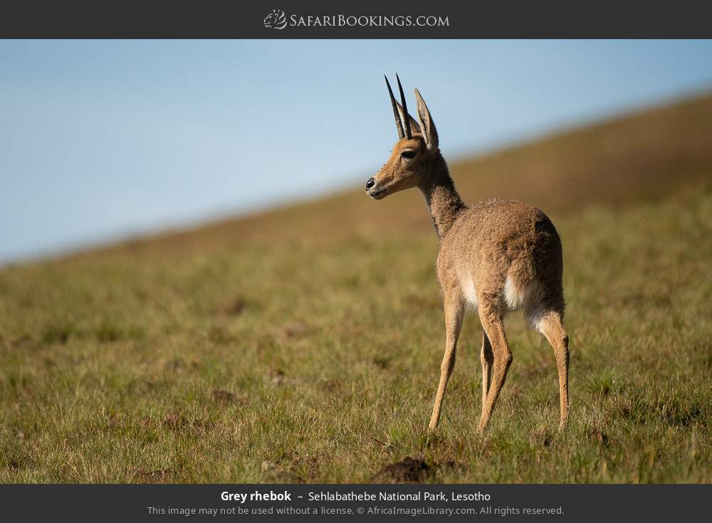 Grey rhebok in Sehlabathebe National Park, Lesotho