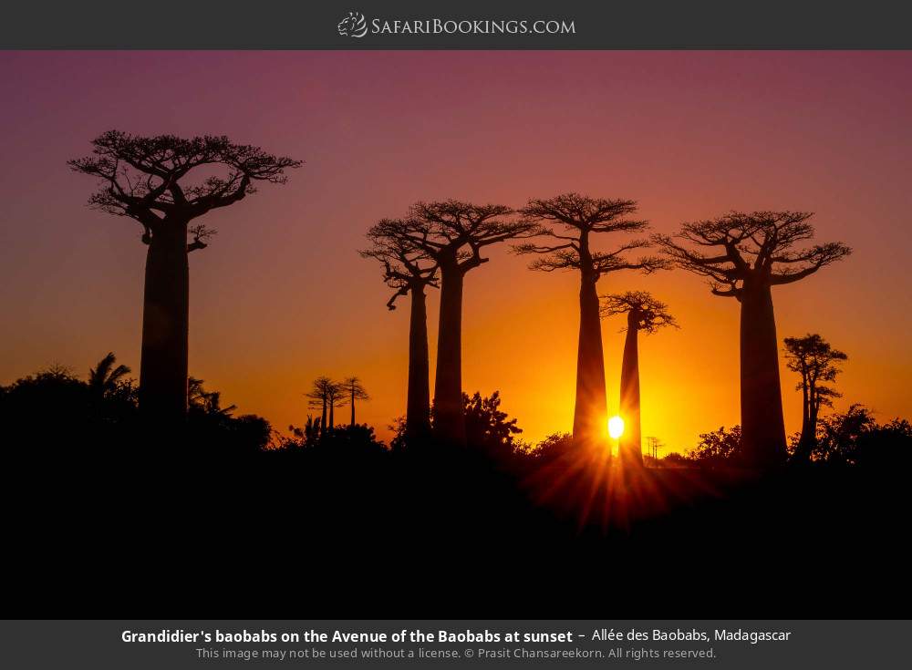 Grandidier's baobabs on the Allée des Baobabs, western Madagascar, at sunset in Allée des Baobabs, Madagascar