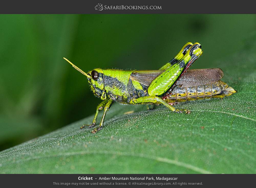 Cricket in Amber Mountain National Park, Madagascar