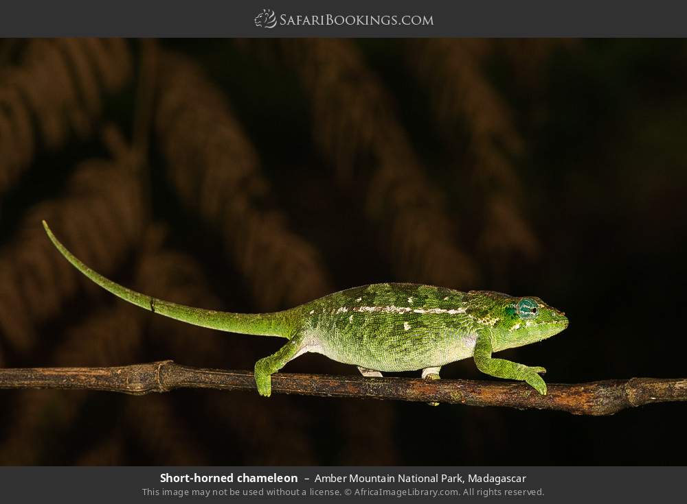 Short-horned chameleon in Amber Mountain National Park, Madagascar