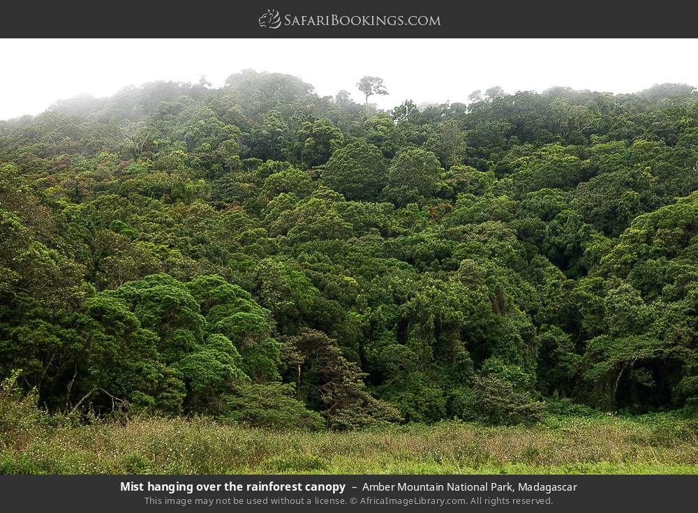 Mist hanging over the rainforest canopy in Amber Mountain National Park, Madagascar