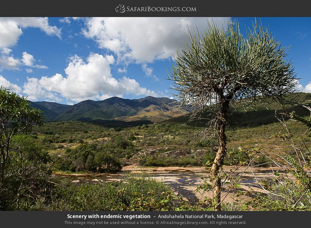 Scenery with endemic vegetation in Andohahela National Park, Madagascar