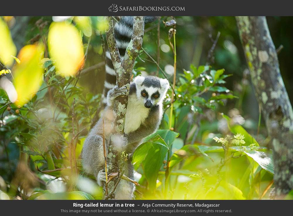 Ring-tailed lemur in a tree in Anja Community Reserve, Madagascar