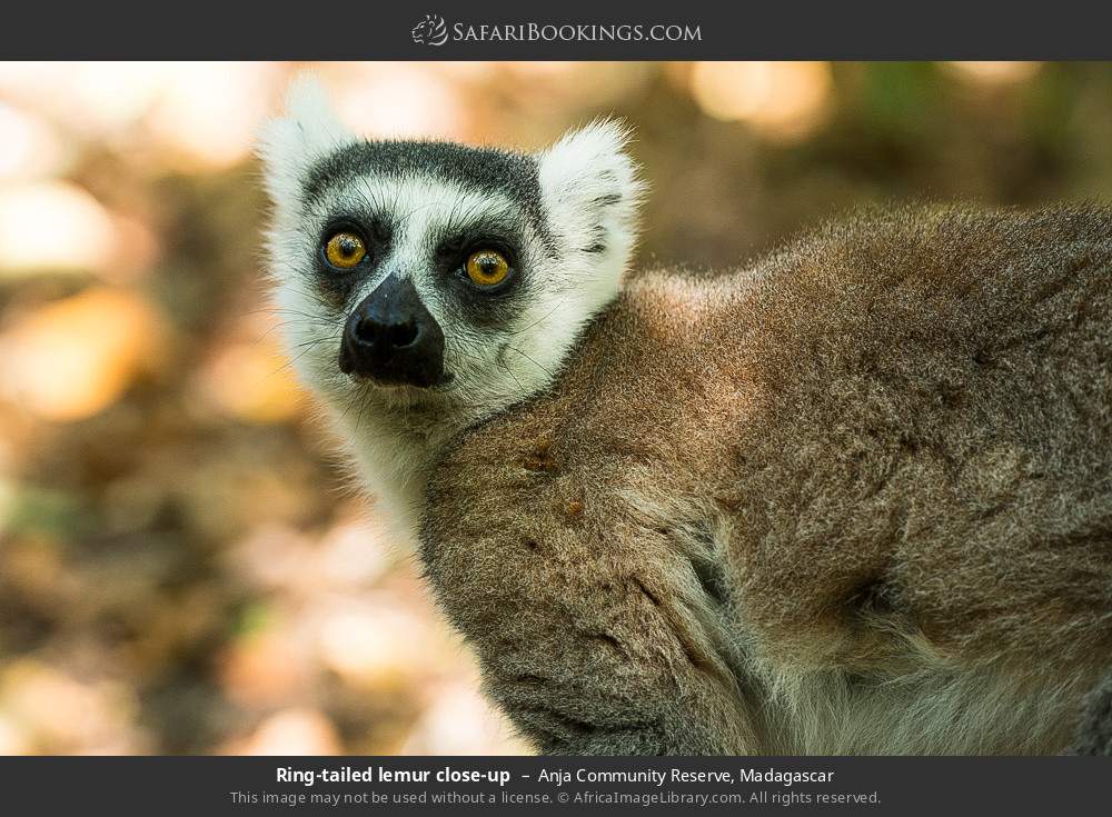 Ring-tailed lemur close-up in Anja Community Reserve, Madagascar