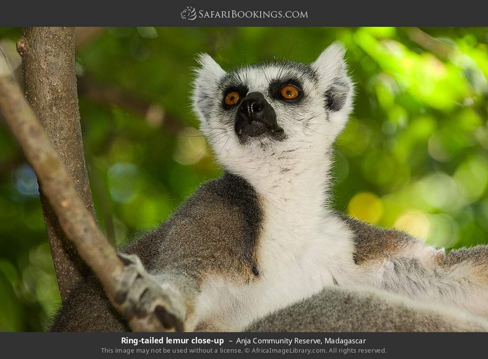 Ring-tailed lemur close-up in Anja Community Reserve, Madagascar