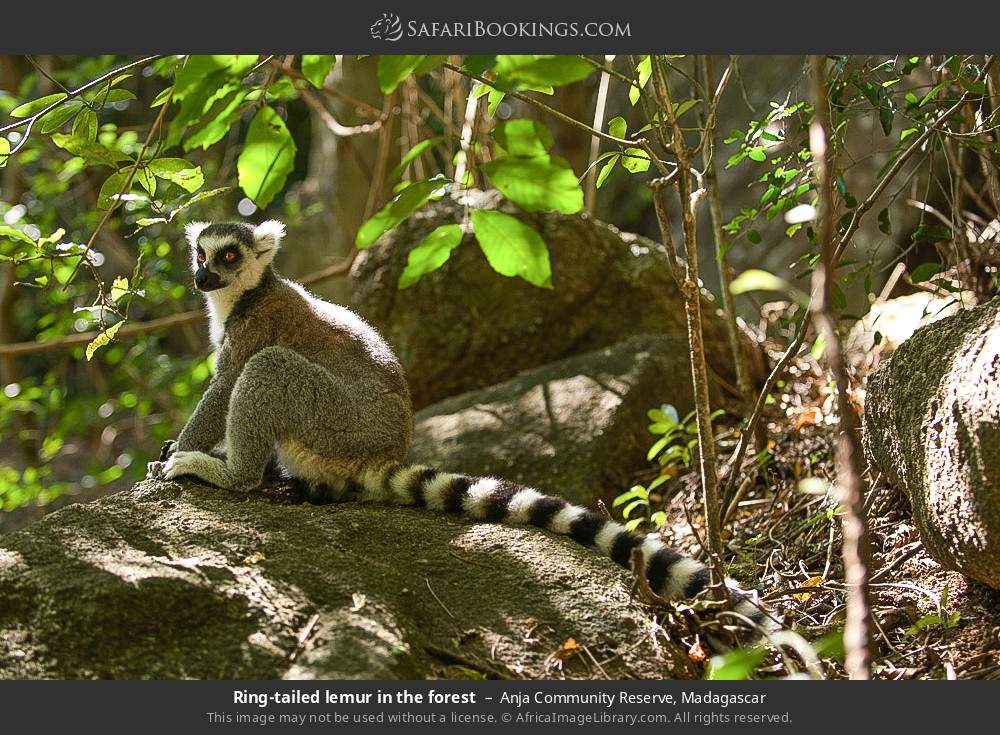 Ring-tailed lemurs in the forest in Anja Community Reserve, Madagascar