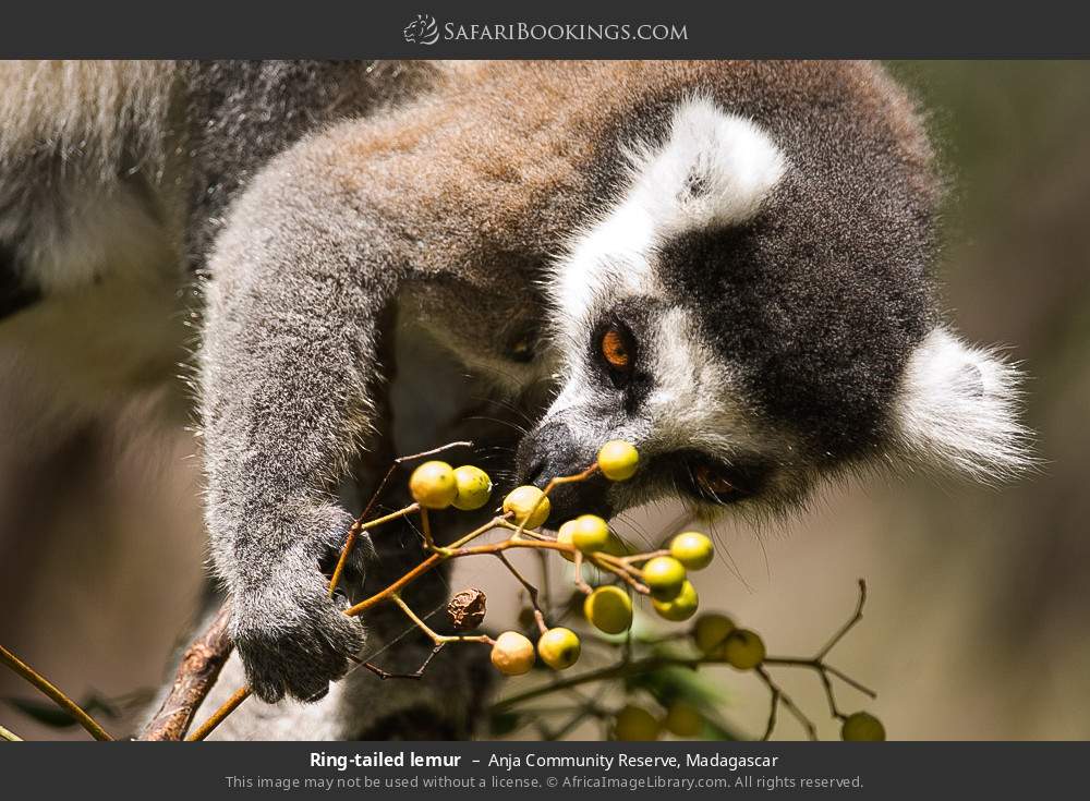 Ring-tailed lemur in Anja Community Reserve, Madagascar